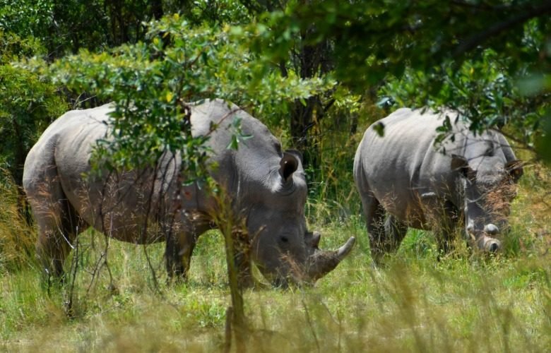 Two white rhinos grazing in the bush