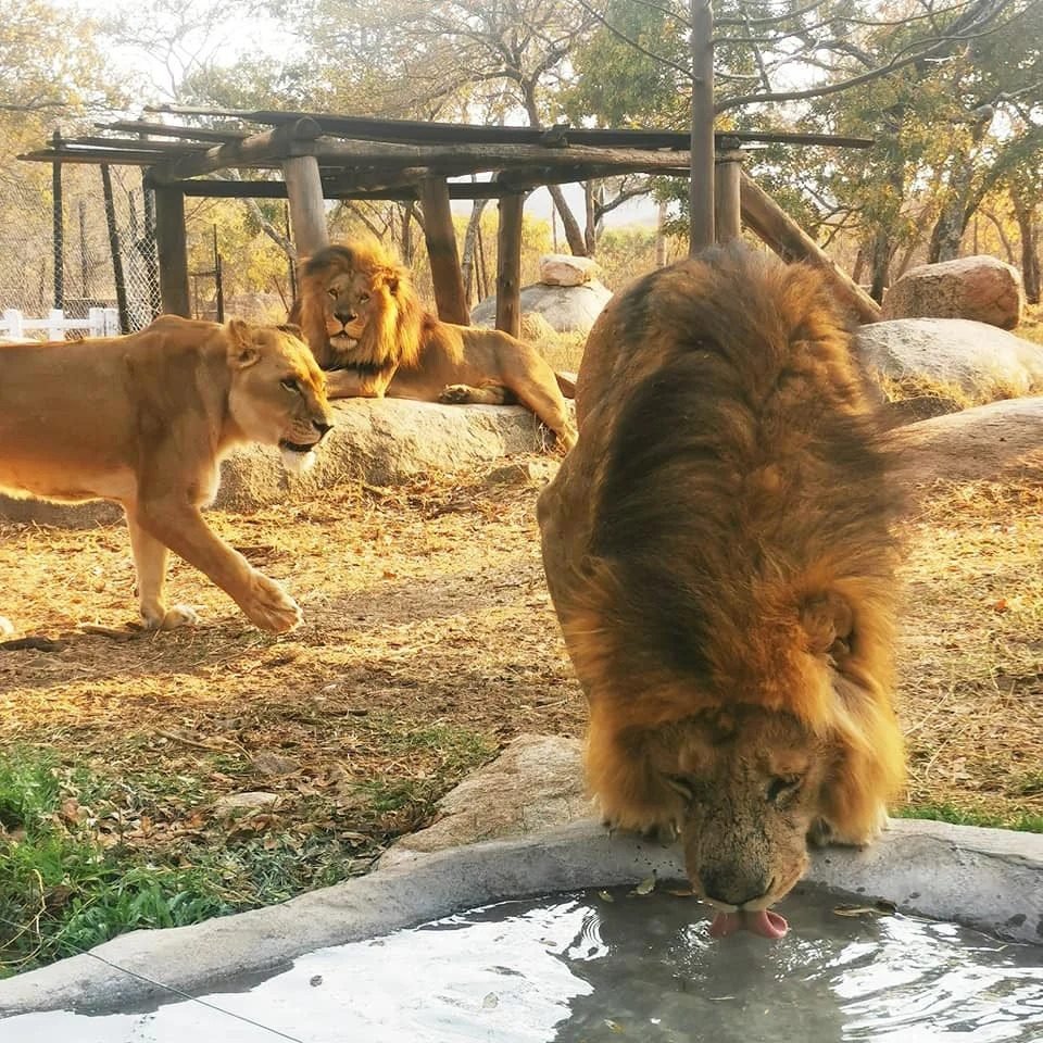 Lions drinking at Sikato Lion Park