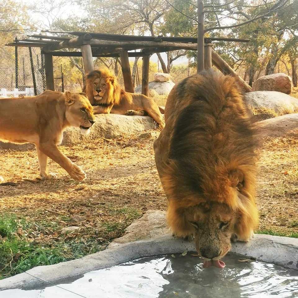 Lions drinking at Sikato Lion Park